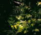 jungles of Aquarium museum