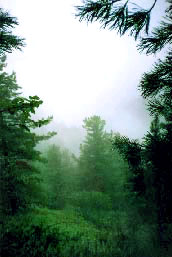 clouds in forest